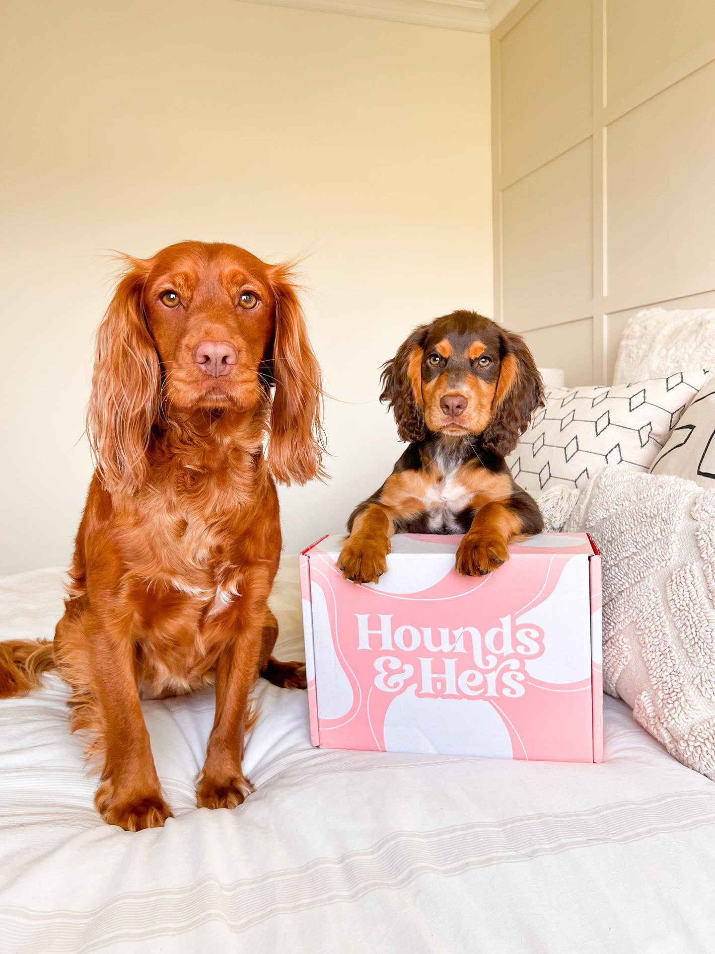 Monthly Subscription Box ( Dog Only Items )